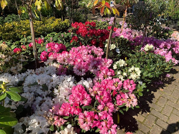 Rhododendren und Azaleen der Baumschule der Gärtnerei & Baumschule Nickel in Neuzelle