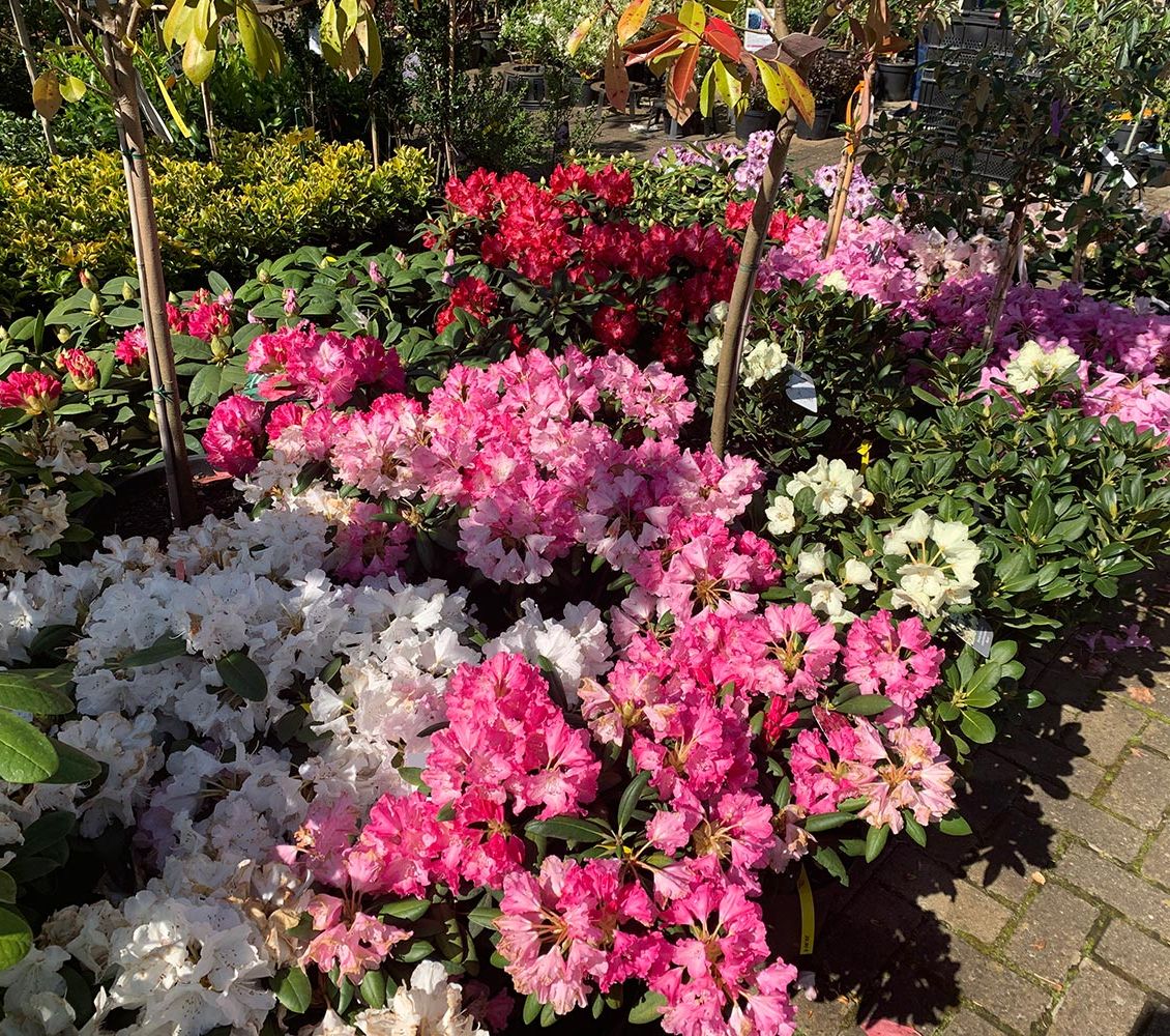 Rhododendren und Azaleen der Baumschule der Gärtnerei & Baumschule Nickel in Neuzelle