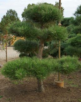 Formgehölze & Bonsai der Baumschule der Gärtnerei & Baumschule Nickel in Neuzelle