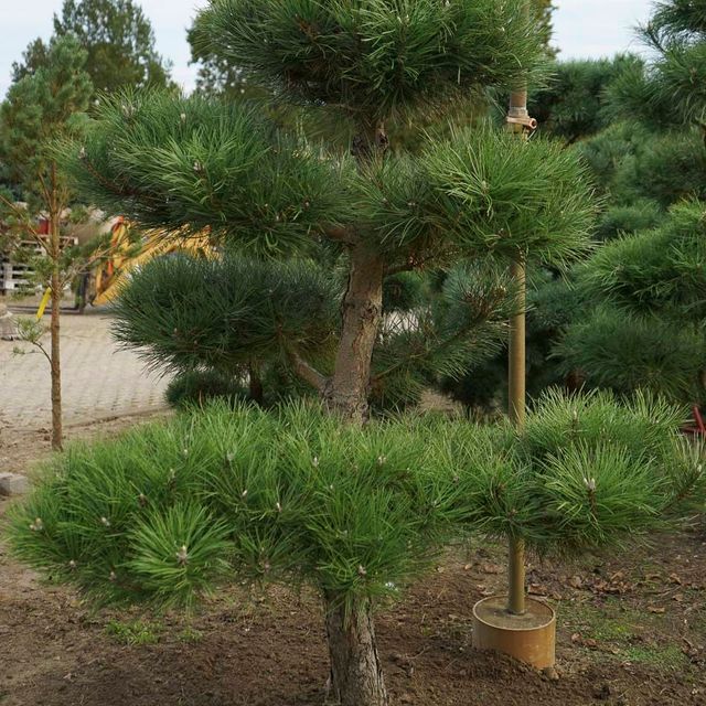 Formgehölze & Bonsai der Baumschule der Gärtnerei & Baumschule Nickel in Neuzelle