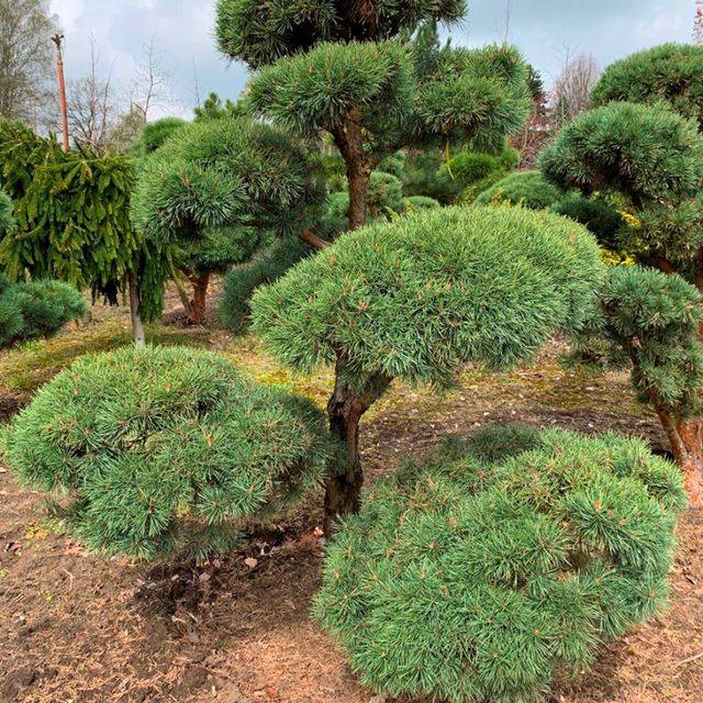 Formgehölze & Bonsai der Baumschule der Gärtnerei & Baumschule Nickel in Neuzelle