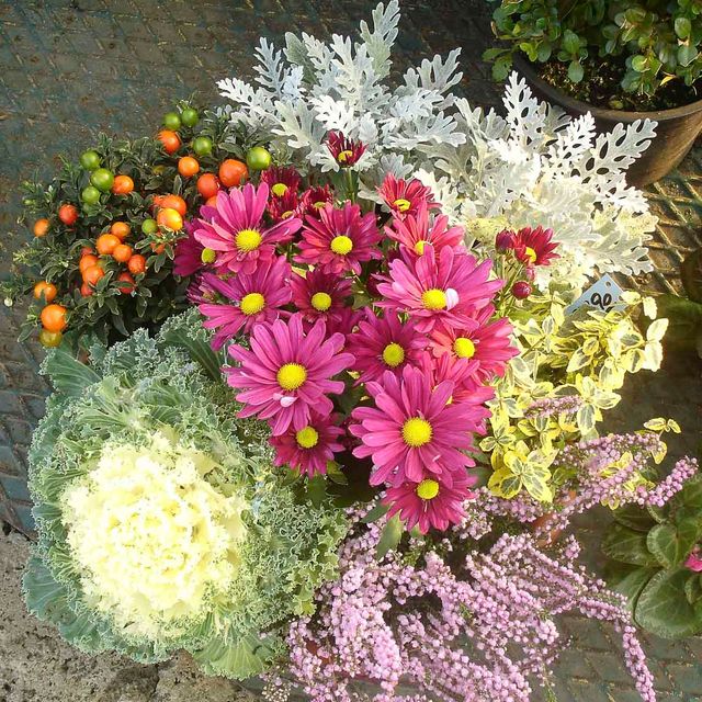 Herbstpflanzen aus der Gärtnerei & Baumschule Nickel in Neuzelle
