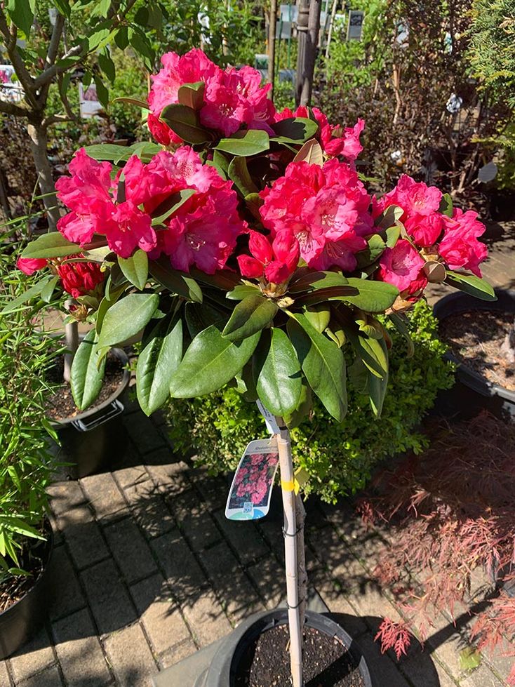 Rhododendren und Azaleen der Baumschule der Gärtnerei & Baumschule Nickel in Neuzelle