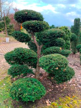 Formgehölze & Bonsai der Baumschule der Gärtnerei & Baumschule Nickel in Neuzelle