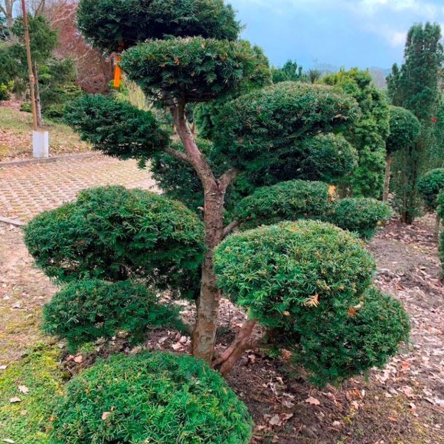 Formgehölze & Bonsai der Baumschule der Gärtnerei & Baumschule Nickel in Neuzelle