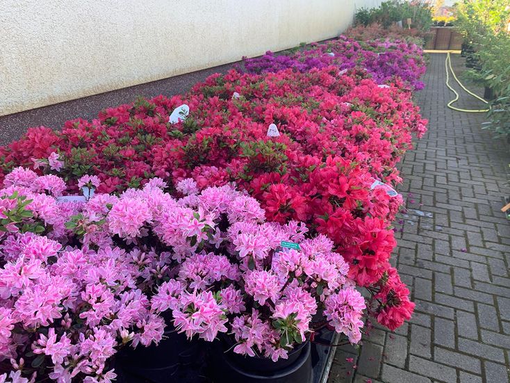 Rhododendren und Azaleen der Baumschule der Gärtnerei & Baumschule Nickel in Neuzelle