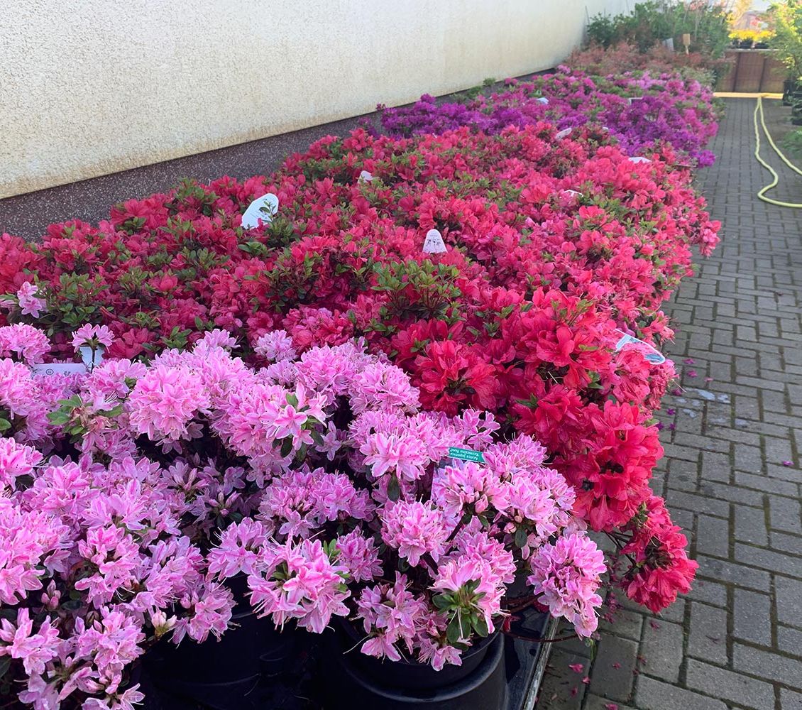 Rhododendren und Azaleen der Baumschule der Gärtnerei & Baumschule Nickel in Neuzelle