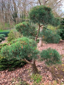 Formgehölze & Bonsai der Baumschule der Gärtnerei & Baumschule Nickel in Neuzelle