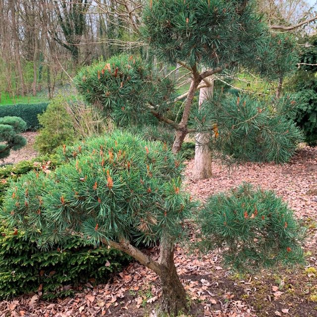 Formgehölze & Bonsai der Baumschule der Gärtnerei & Baumschule Nickel in Neuzelle