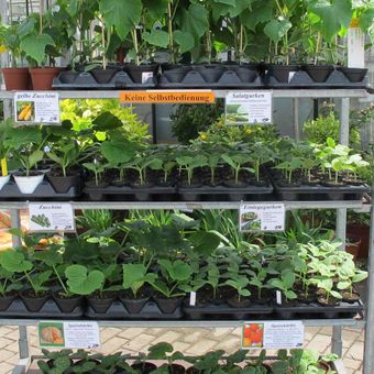 Zucchinipflanzen aus der Gärtnerei & Baumschule Nickel in Neuzelle