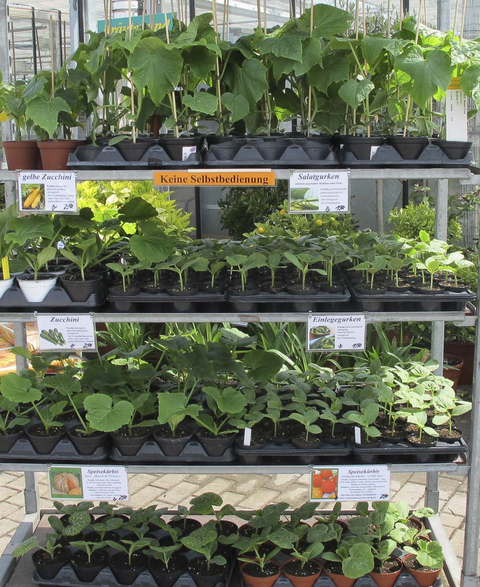 Zucchinipflanzen aus der Gärtnerei & Baumschule Nickel in Neuzelle