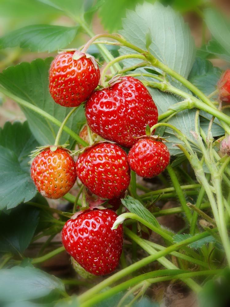 Erdbeeren