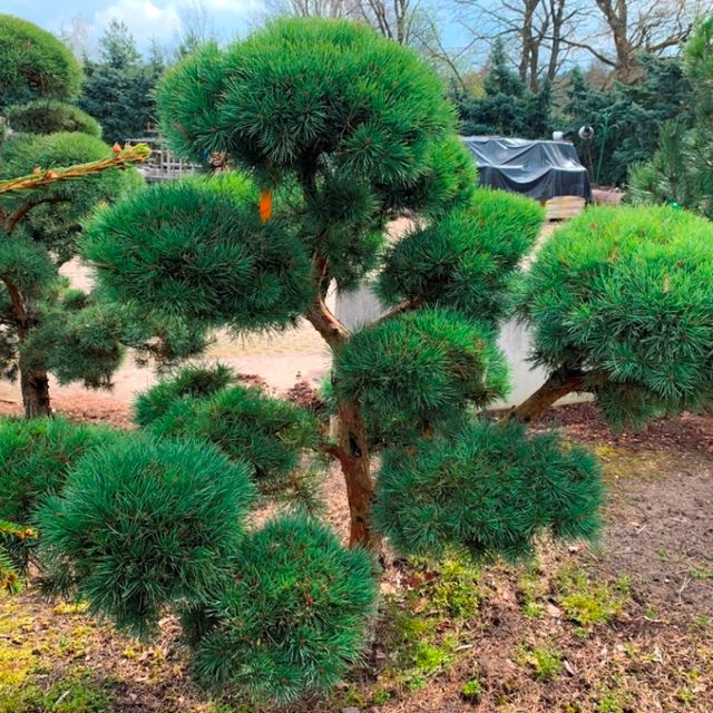 Formgehölze & Bonsai der Baumschule der Gärtnerei & Baumschule Nickel in Neuzelle
