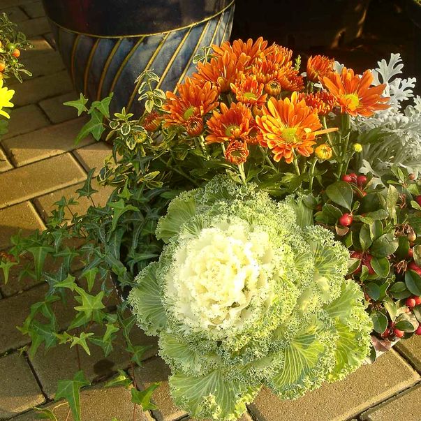 Herbstpflanzen aus der Gärtnerei & Baumschule Nickel in Neuzelle