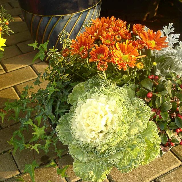 Herbstpflanzen aus der Gärtnerei & Baumschule Nickel in Neuzelle