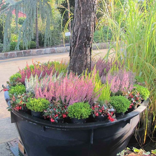 Herbstpflanzen aus der Gärtnerei & Baumschule Nickel in Neuzelle