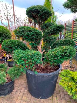 Formgehölze & Bonsai der Baumschule der Gärtnerei & Baumschule Nickel in Neuzelle