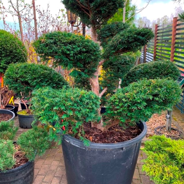 Formgehölze & Bonsai der Baumschule der Gärtnerei & Baumschule Nickel in Neuzelle