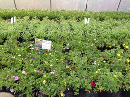 Beet- und Balkonpflanzen aus der Gärtnerei & Baumschule Nickel in Neuzelle
