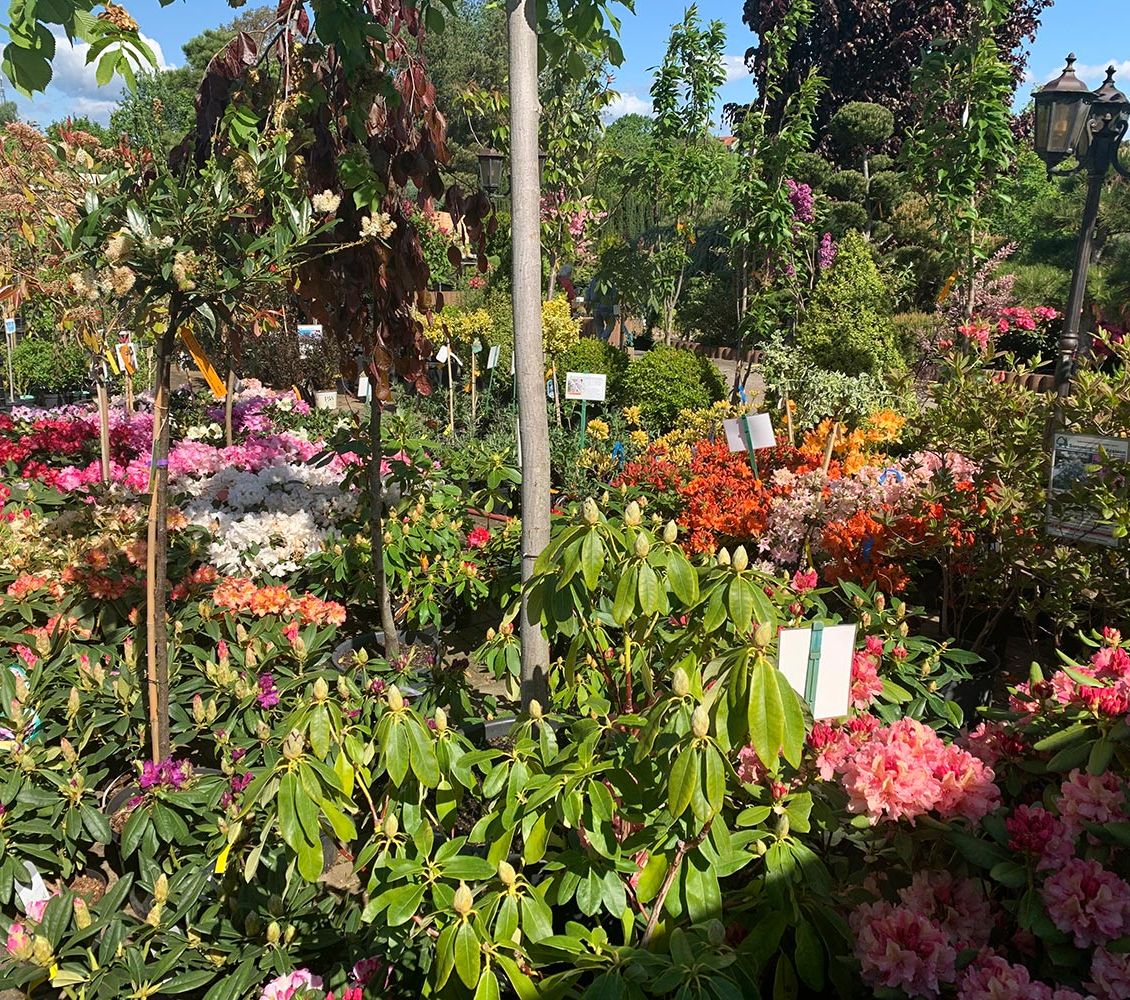 Rhododendren und Azaleen der Baumschule der Gärtnerei & Baumschule Nickel in Neuzelle