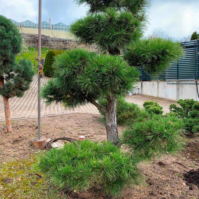 Formgehölze & Bonsai der Baumschule der Gärtnerei & Baumschule Nickel in Neuzelle