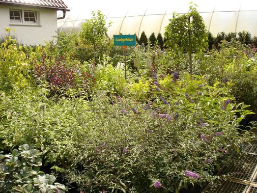 Blüten- und Ziergehölze der Baumschule der Gärtnerei & Baumschule Nickel in Neuzelle
