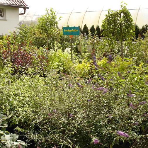 Blüten- und Ziergehölze der Baumschule der Gärtnerei & Baumschule Nickel in Neuzelle