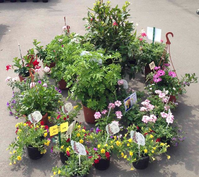 Beet- und Balkonpflanzen aus der Gärtnerei & Baumschule Nickel in Neuzelle