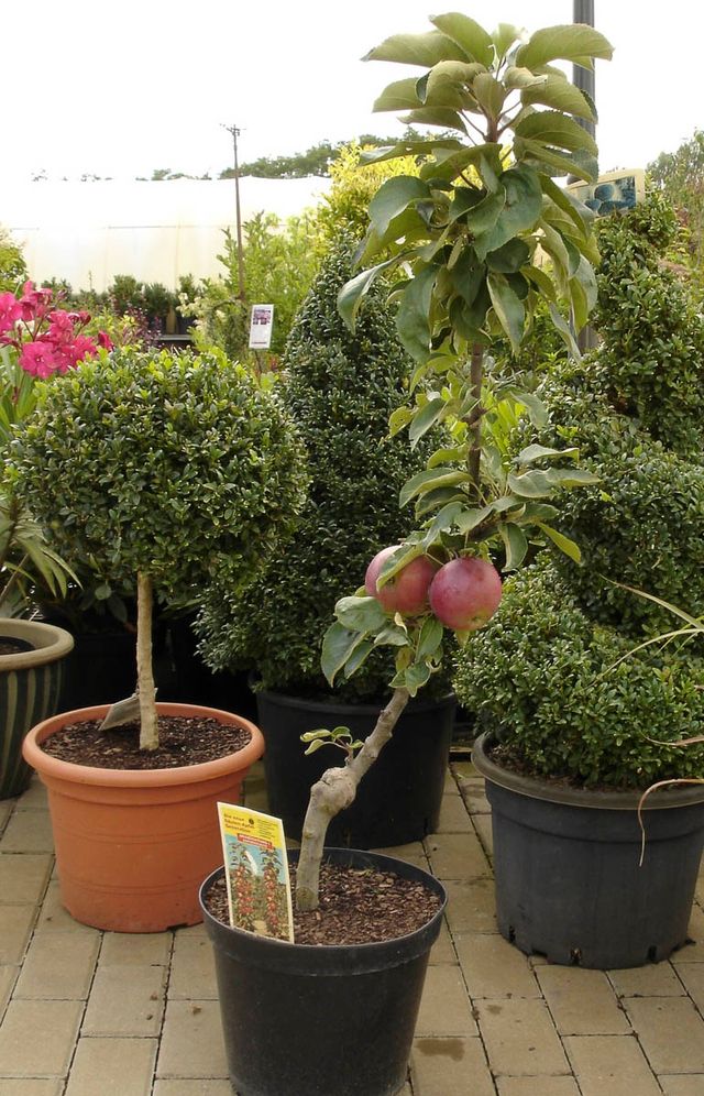 Obstgehölze der Gärtnerei & Baumschule Nickel in Neuzelle