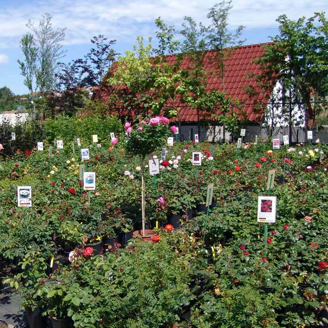 Rosen aus der Gärtnerei & Baumschule Nickel in Neuzelle
