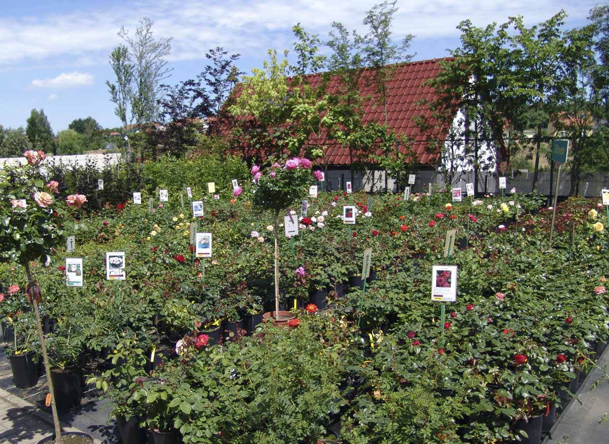 Rosen aus der Gärtnerei & Baumschule Nickel in Neuzelle