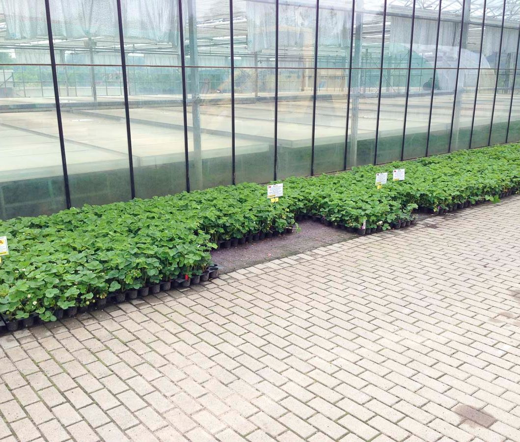 Erdbeerpflanzen aus der Gärtnerei & Baumschule Nickel in Neuzelle