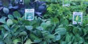 Gemüsepflanzen aus der Gärtnerei & Baumschule Nickel in Neuzelle