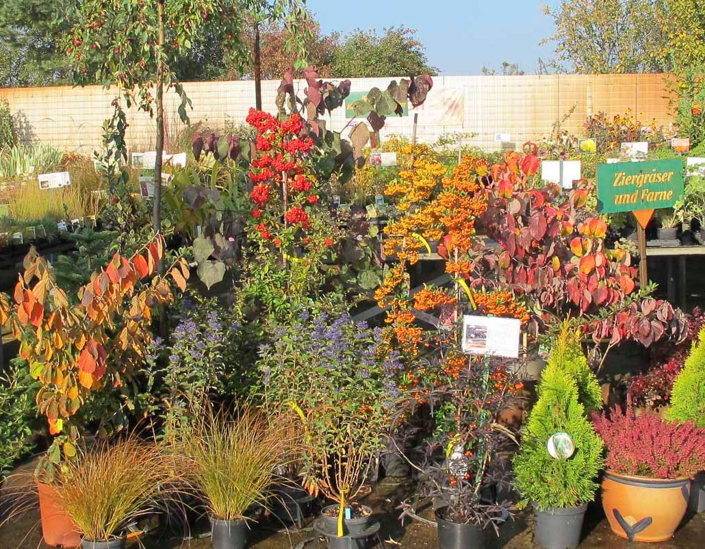Blüten- und Ziergehölze der Baumschule der Gärtnerei & Baumschule Nickel in Neuzelle