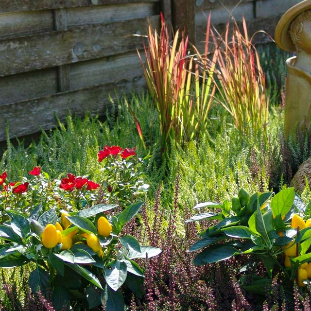 Herbstpflanzen aus der Gärtnerei & Baumschule Nickel in Neuzelle