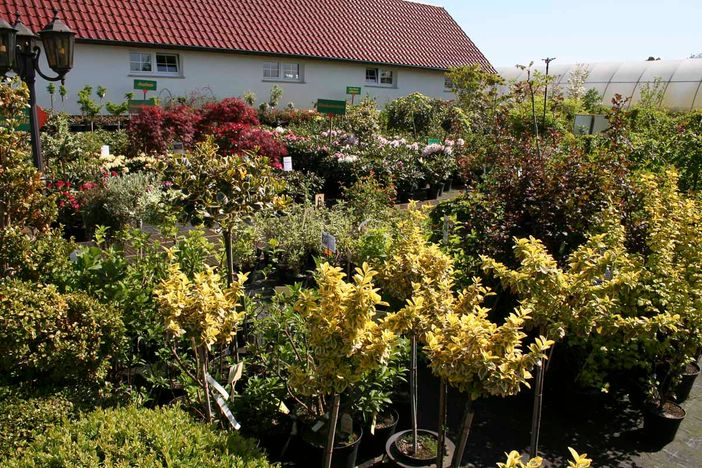 Blüten- und Ziergehölze der Baumschule der Gärtnerei & Baumschule Nickel in Neuzelle
