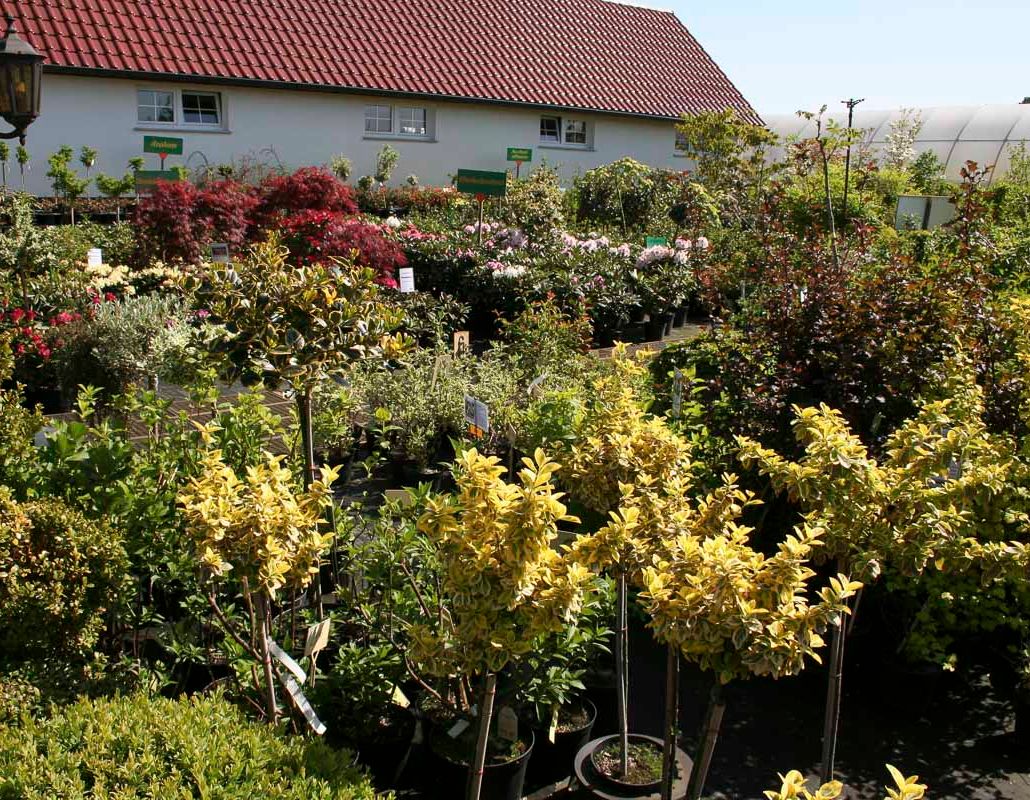 Blüten- und Ziergehölze der Baumschule der Gärtnerei & Baumschule Nickel in Neuzelle