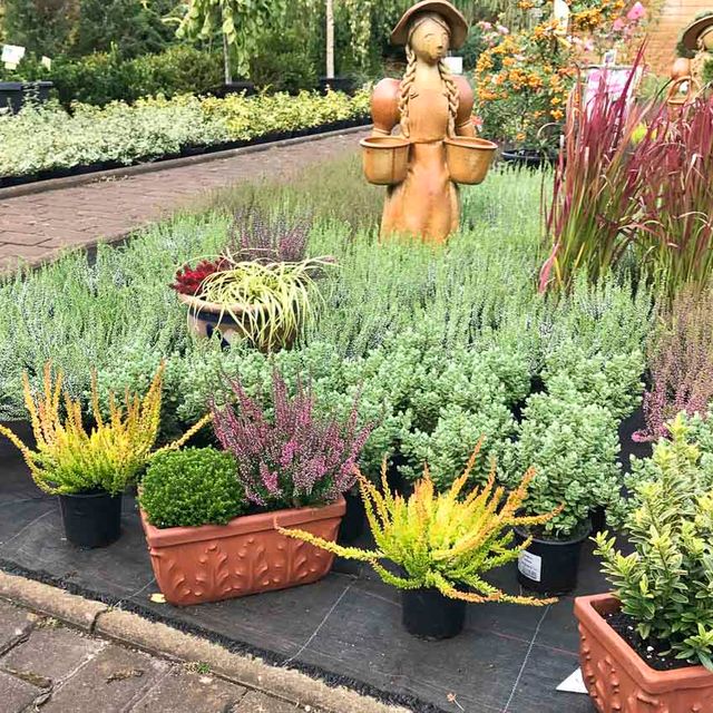 Herbstpflanzen aus der Gärtnerei & Baumschule Nickel in Neuzelle
