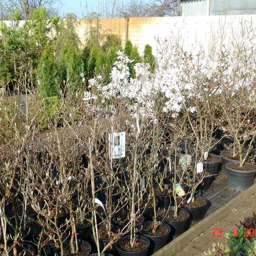 Blüten- und Ziergehölze der Baumschule der Gärtnerei & Baumschule Nickel in Neuzelle