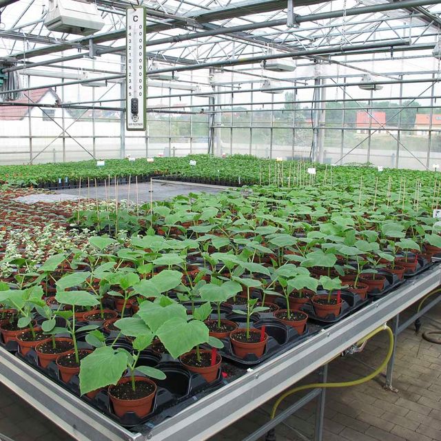 Gurkenpflanzen aus der Gärtnerei & Baumschule Nickel in Neuzelle