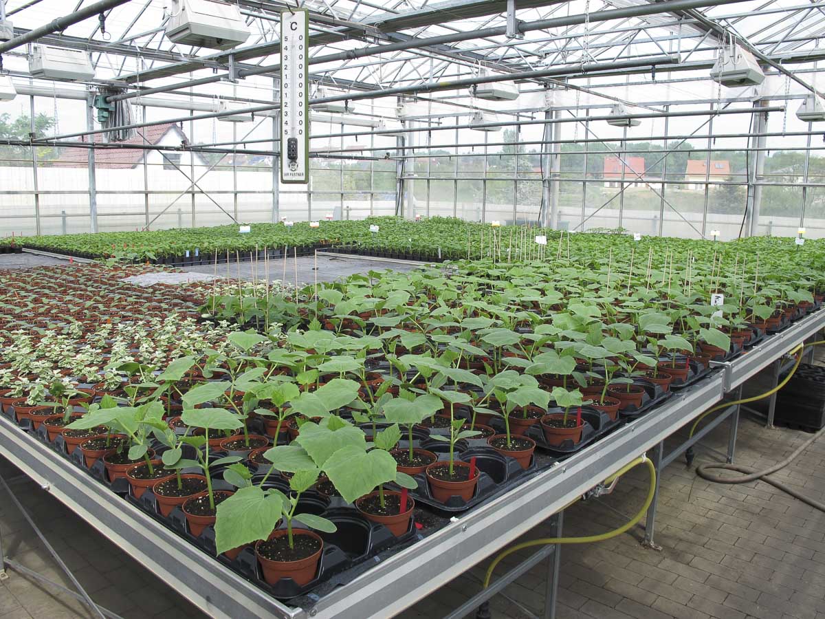 Gurkenpflanzen aus der Gärtnerei & Baumschule Nickel in Neuzelle