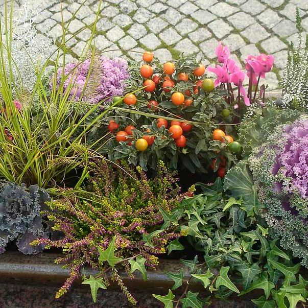 Herbstpflanzen aus der Gärtnerei & Baumschule Nickel in Neuzelle