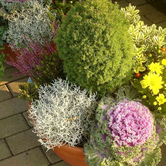 Herbstpflanzen aus der Gärtnerei & Baumschule Nickel in Neuzelle