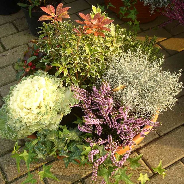 Herbstpflanzen aus der Gärtnerei & Baumschule Nickel in Neuzelle