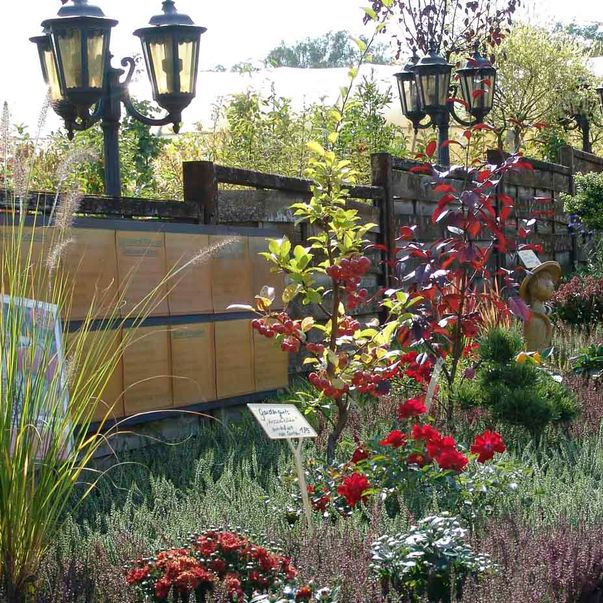 Herbstpflanzen aus der Gärtnerei & Baumschule Nickel in Neuzelle