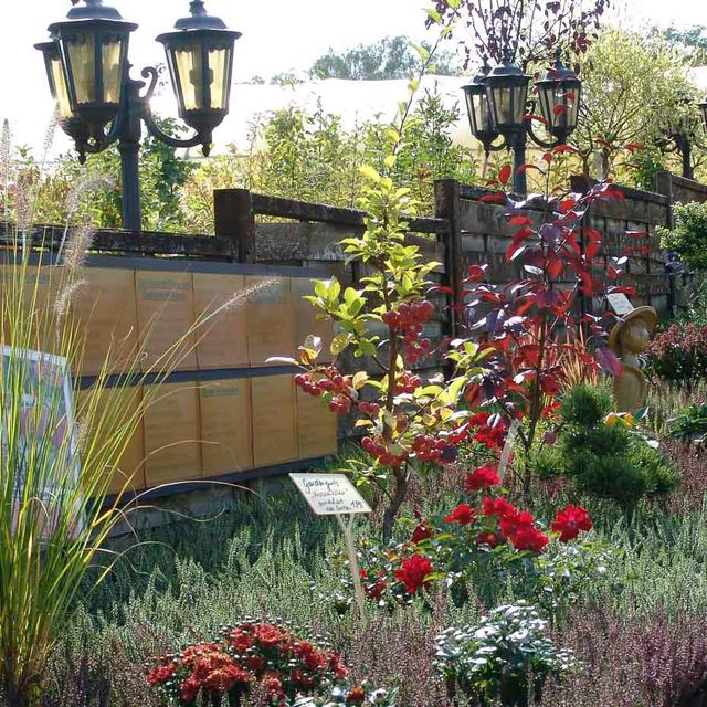Herbstpflanzen aus der Gärtnerei & Baumschule Nickel in Neuzelle