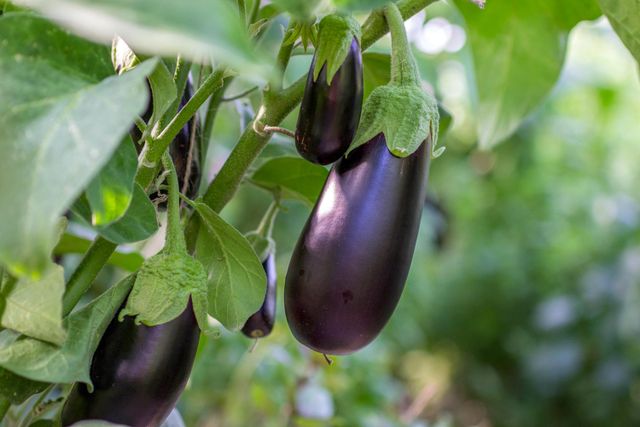Aubergine