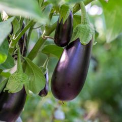 Aubergine