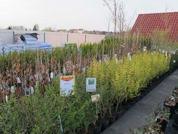 Heckenpflanzen aus der Gärtnerei & Baumschule Nickel in Neuzelle