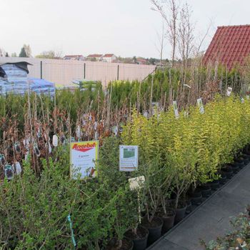 Heckenpflanzen aus der Gärtnerei & Baumschule Nickel in Neuzelle